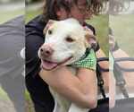 Small #1 Labrador Retriever Mix