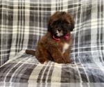 Small Photo #13 ShihPoo Puppy For Sale in LAKELAND, FL, USA
