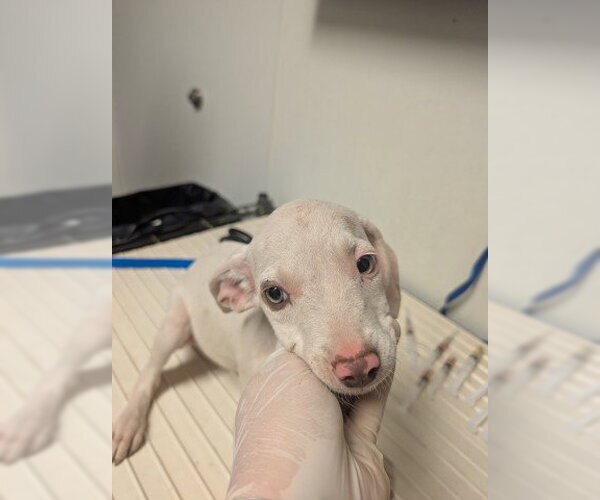Medium Photo #1 Mutt Puppy For Sale in Bakersfield, CA, USA