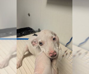 Mutt Dogs for adoption in Bakersfield, CA, USA