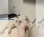 PUP 4 - Female Mutt Dog for Adoption - Small photo
