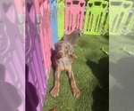 Small #1 Doberman Pinscher