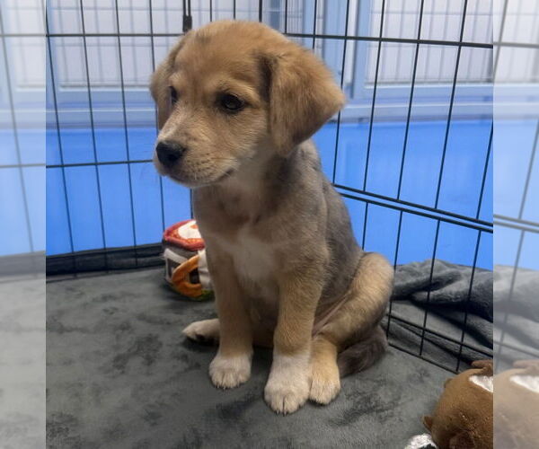 Medium Photo #6 Australian Shepherd-Unknown Mix Puppy For Sale in OKLAHOMA CITY, OK, USA