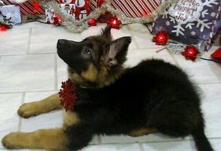 German Shepherd Dog Puppy for sale in WHITE PLAINS, NY, USA