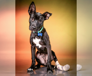 Medium American Pit Bull Terrier Mix