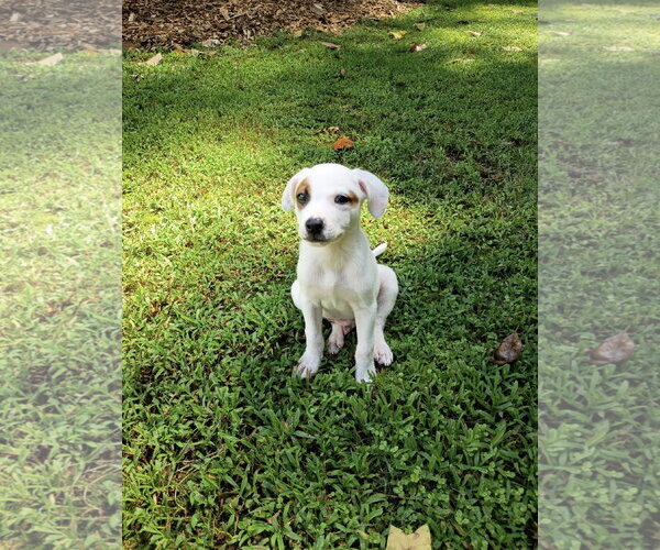 Medium Photo #2 Jack Russell Terrier-Unknown Mix Puppy For Sale in Ball Ground, GA, USA