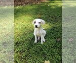 Small #1 Jack Russell Terrier Mix