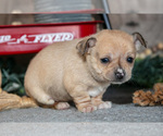 Small Photo #9 Chihuahua Puppy For Sale in BERNE, IN, USA
