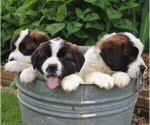 Small Photo #2 Saint Bernard Puppy For Sale in NEW HOLLAND, PA, USA