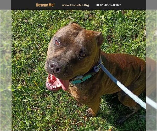 Medium Photo #1 Mutt Puppy For Sale in Benton, PA, USA