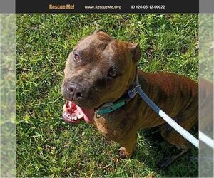 Mutt Dogs for adoption in Benton, PA, USA