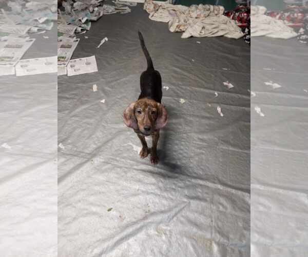 Medium Photo #4 Mountain Cur-Unknown Mix Puppy For Sale in Frenchburg, KY, USA