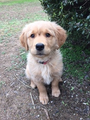 Golden Retriever Puppy for sale in LYERLY, GA, USA
