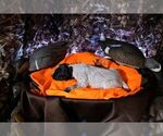 Small #5 German Shorthaired Pointer