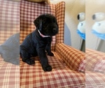 Small Photo #10 Schnauzer (Giant) Puppy For Sale in CENTERTON, AR, USA
