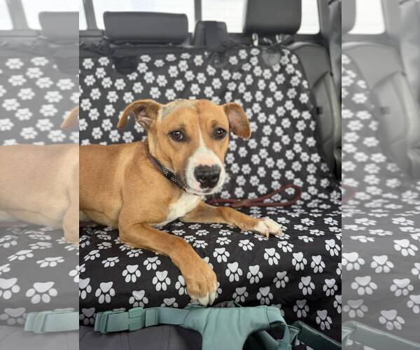 Medium Photo #1 Boxer-Unknown Mix Puppy For Sale in Turlock, CA, USA