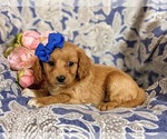 Small Photo #5 Cavapoo Puppy For Sale in RED LION, PA, USA