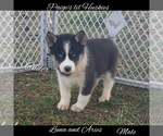 Small Photo #30 Siberian Husky Puppy For Sale in BLOOMFIELD, IN, USA