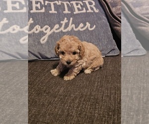 Poodle (Toy) Puppy for sale in NORTH VERNON, IN, USA