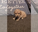 Image preview for Ad Listing. Nickname: Puppy1