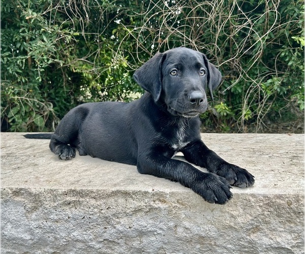 Medium Photo #1 Australian Cattle Dog-Labrador Retriever Mix Puppy For Sale in BELLMEAD, TX, USA