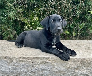 Medium Australian Cattle Dog-Labrador Retriever Mix