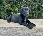 Puppy 6 Australian Cattle Dog-Labrador Retriever Mix