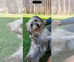 Small #1 Havanese