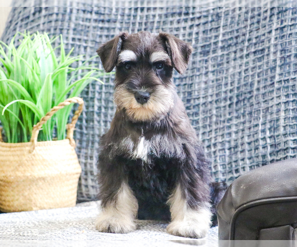 Medium Photo #2 Schnauzer (Miniature) Puppy For Sale in SYRACUSE, IN, USA