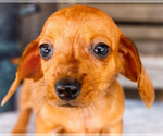 Puppy Cooper Dachshund
