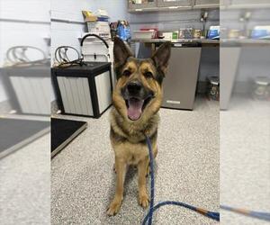 German Shepherd Dog Dogs for adoption in Westminster, MD, USA