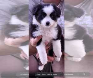 Miniature Australian Shepherd Puppy for sale in POPLARVILLE, MS, USA