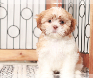 Shih Tzu Puppy for sale in NAPLES, FL, USA