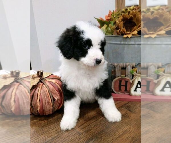 Medium Photo #5 Aussiedoodle Puppy For Sale in NEW YORK MILLS, MN, USA