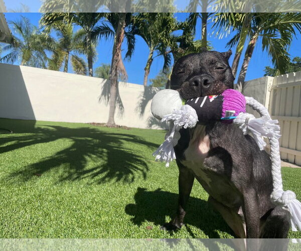 Medium Photo #17 Mutt Puppy For Sale in Pompano Beach , FL, USA