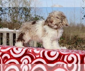 Poodle (Miniature) Puppy for sale in DYERSBURG, TN, USA
