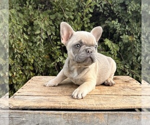 French Bulldog Puppy for sale in MIDDLEBURY, IN, USA