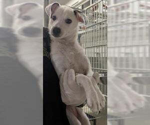 Chihuahua-Unknown Mix Dogs for adoption in Bakersfield, CA, USA