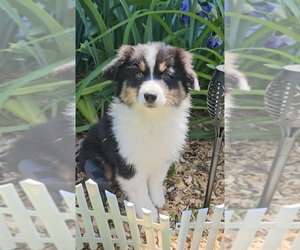Australian Shepherd Puppy for sale in INDIANAPOLIS, IN, USA