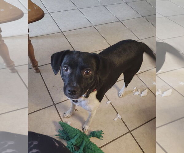 Medium Photo #3 Mutt Puppy For Sale in Rootstown, OH, USA