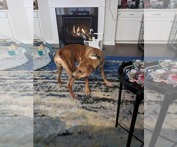 Medium Photo #8 Labrador Retriever-Unknown Mix Puppy For Sale in Greensboro, NC, USA