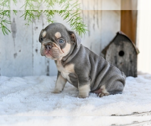 Medium Photo #7 French Bulldog Puppy For Sale in MILLERSBURG, OH, USA