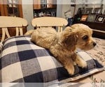 Small Photo #6 Cocker Spaniel-Havanese Mix Puppy For Sale in HARRISONBURG, VA, USA