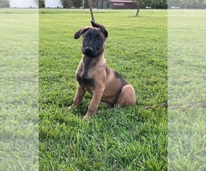Belgian Malinois Puppy for sale in WELLINGTON, OH, USA