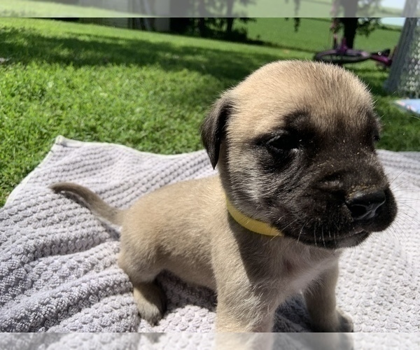 Medium Photo #3 Mastiff Puppy For Sale in WATERVILLE, MN, USA
