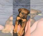 Small Photo #2 Shepweiller Puppy For Sale in LK FOREST PK, WA, USA