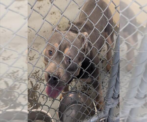 Medium Photo #1 Mutt Puppy For Sale in Anchorage, AK, USA