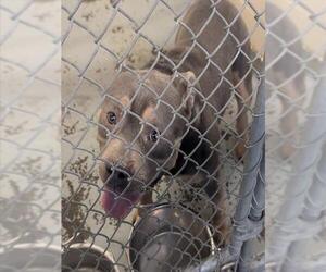 Mutt Dogs for adoption in Anchorage, AK, USA