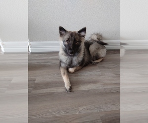 Keeshond Puppy for sale in CYPRESS, TX, USA