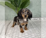 Small #2 Dachshund